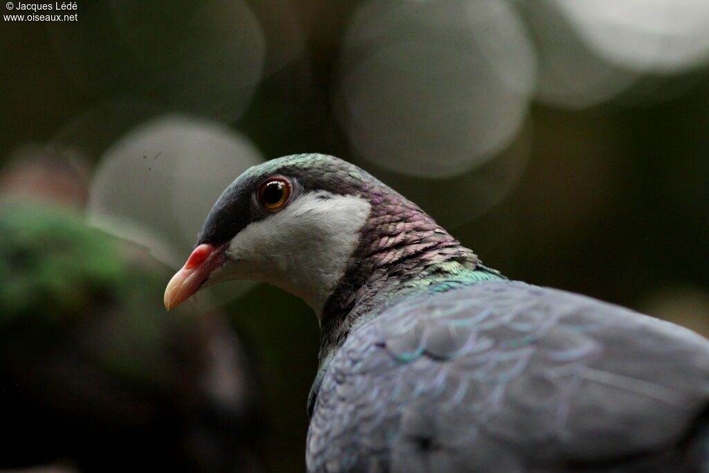 Metallic Pigeon