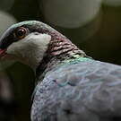 Pigeon à gorge blanche