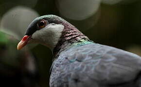 Pigeon à gorge blanche