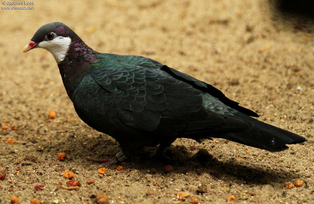 Pigeon à gorge blanche