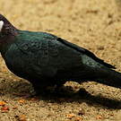 Pigeon à gorge blanche
