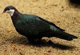 Pigeon à gorge blanche