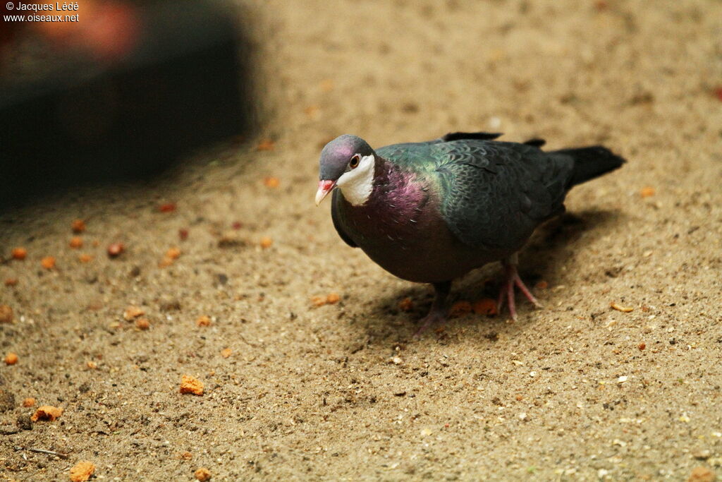 Pigeon à gorge blanche