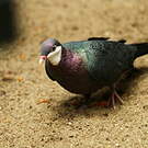 Pigeon à gorge blanche