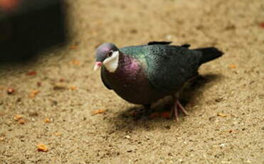 Pigeon à gorge blanche