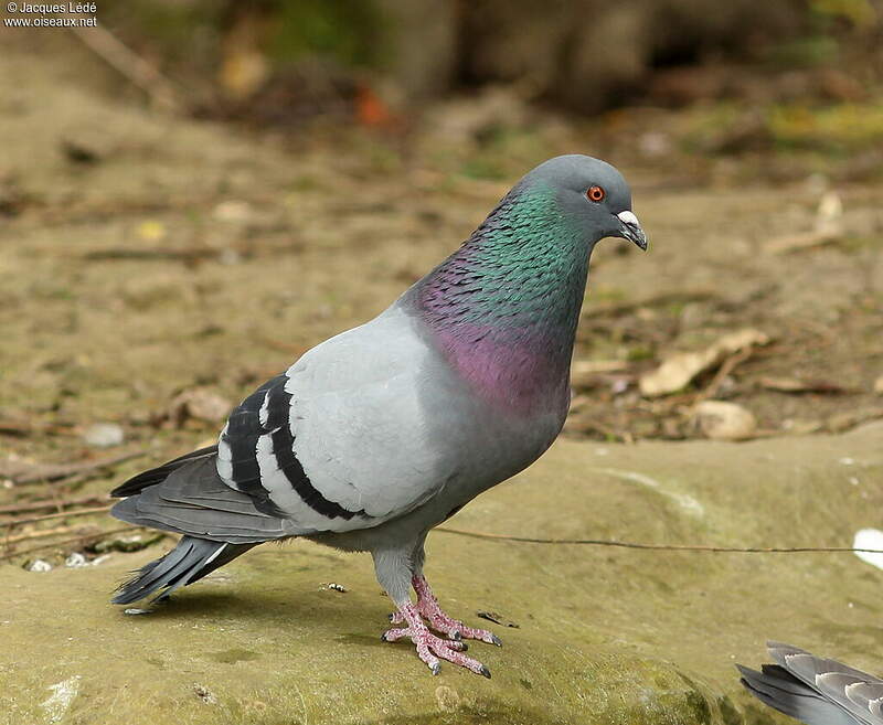 Jeune Oiseau Voisin Du Pigeon En 10 Lettres Pigeon biset - jale157201