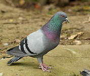 Pigeon biset