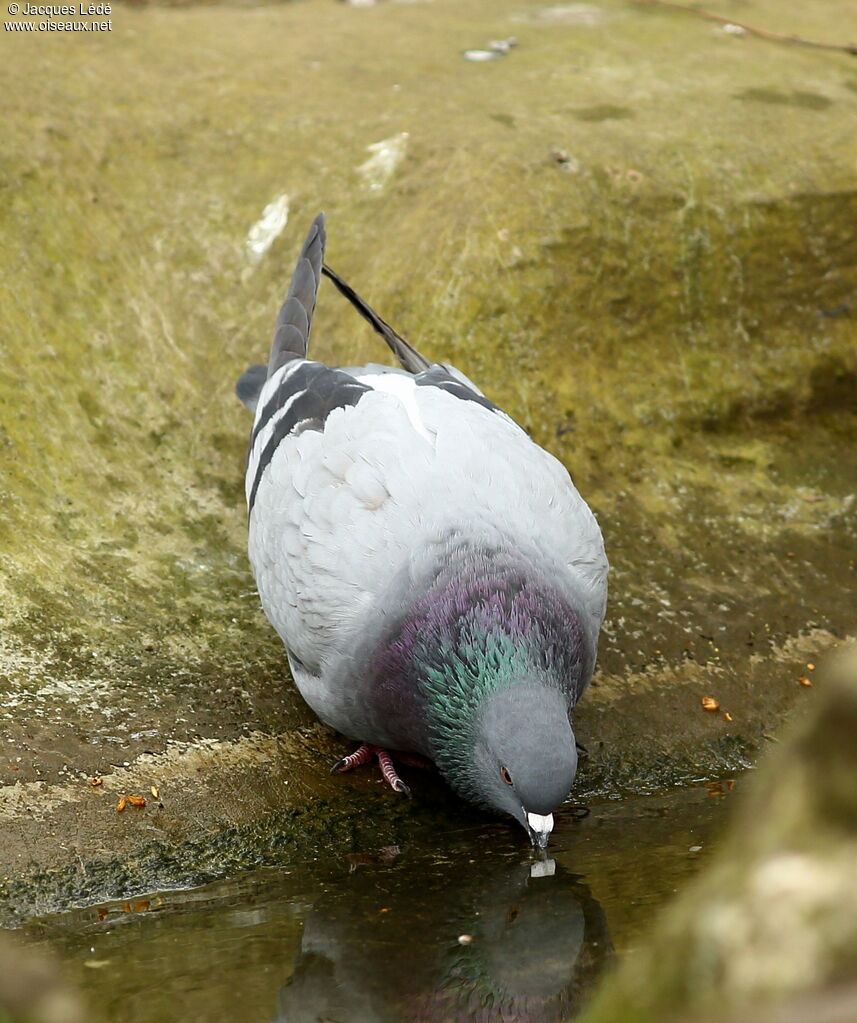 Rock Dove