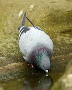 Rock Dove