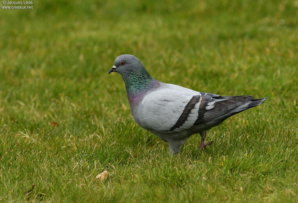 Pigeon biset