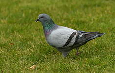 Pigeon biset