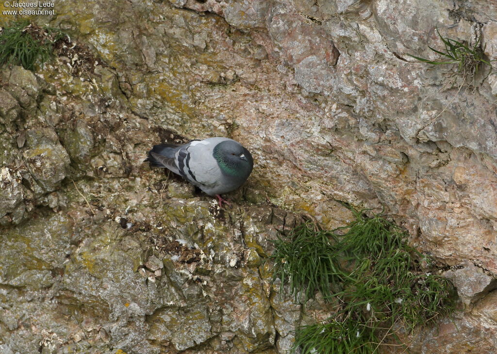 Rock Dove