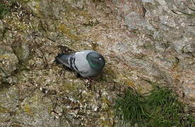 Rock Dove