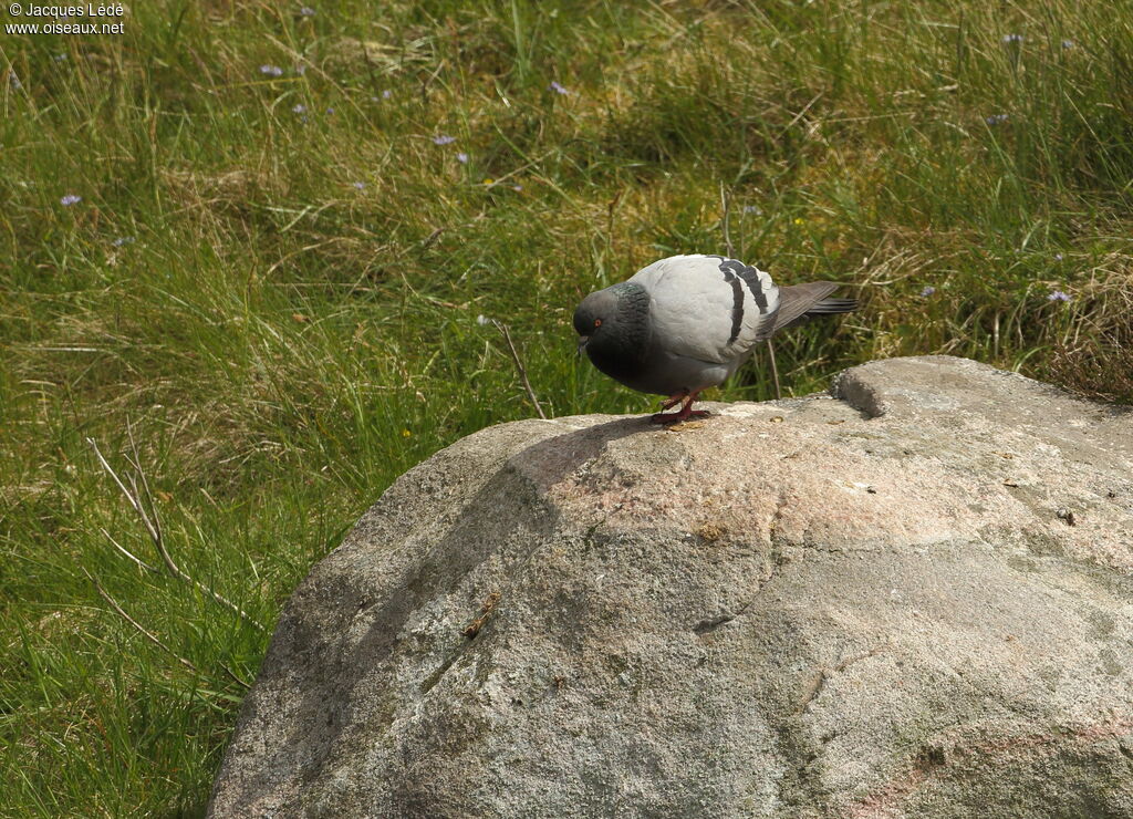 Rock Dove