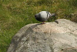 Rock Dove