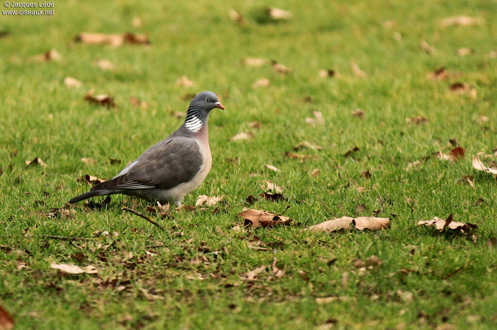 Common Wood Pigeon