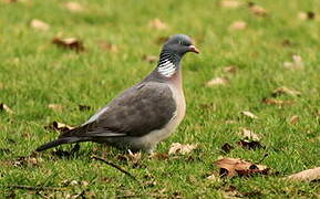 Common Wood Pigeon