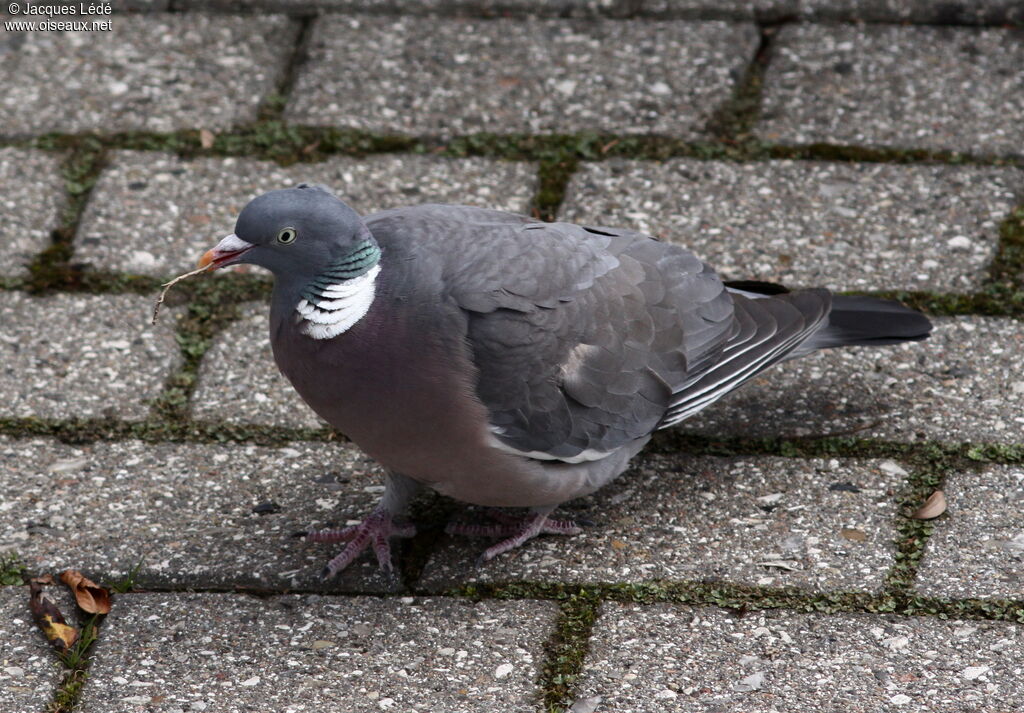 Common Wood Pigeon