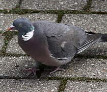 Common Wood Pigeon