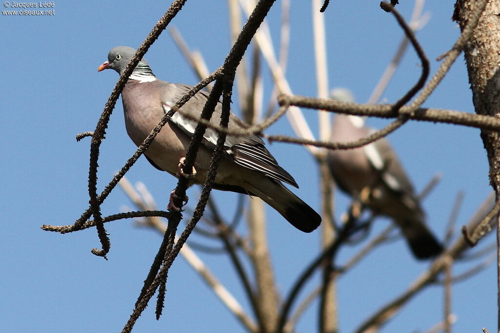 Common Wood Pigeon