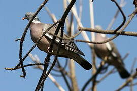 Common Wood Pigeon