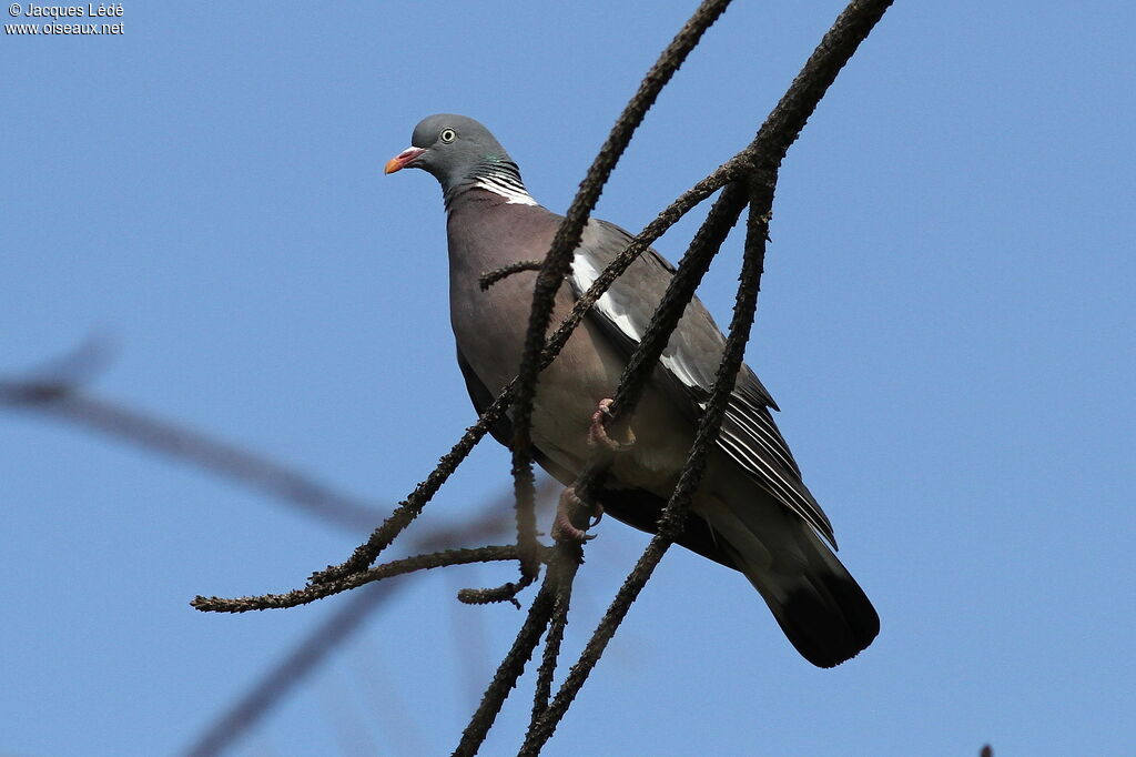 Common Wood Pigeon