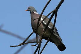 Common Wood Pigeon