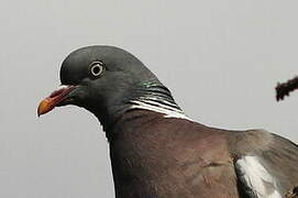 Common Wood Pigeon