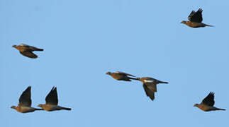 Common Wood Pigeon