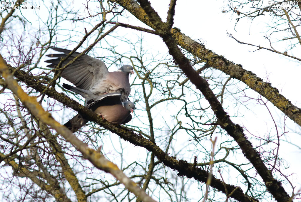 Common Wood Pigeon