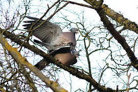 Common Wood Pigeon