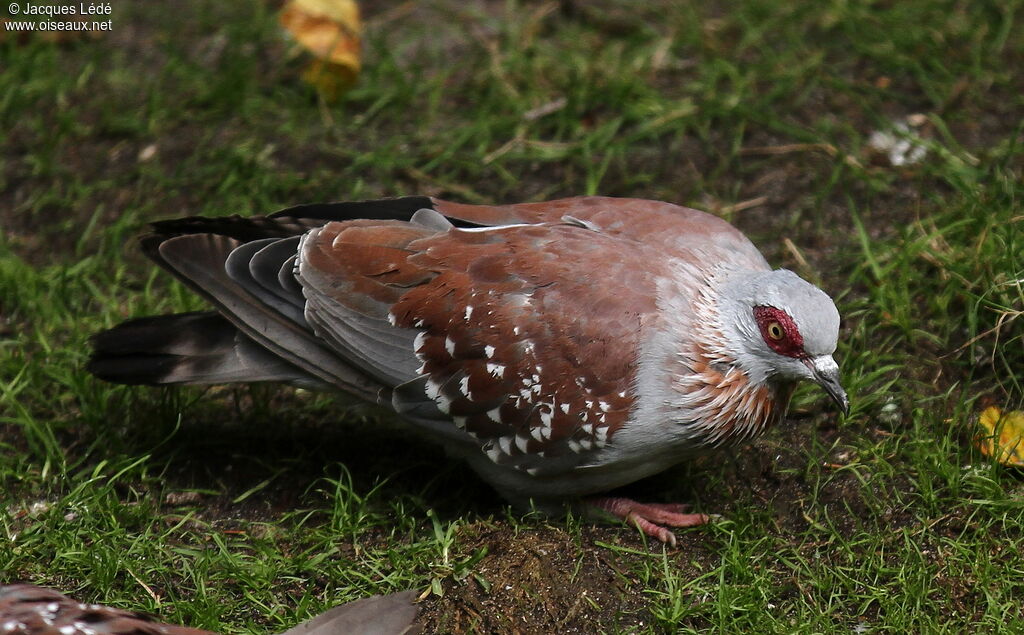 Pigeon roussard