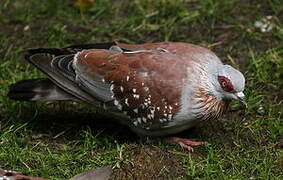 Speckled Pigeon