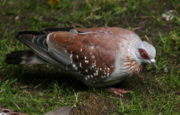 Pigeon roussard