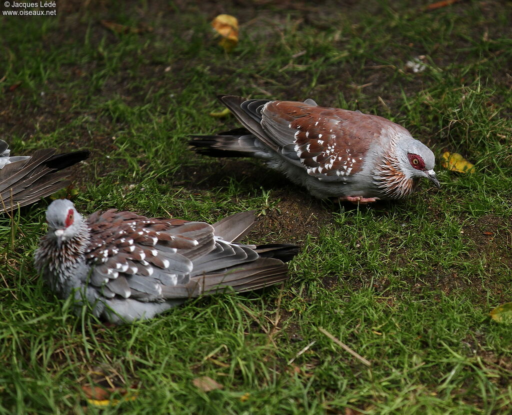 Pigeon roussard