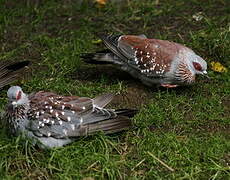 Speckled Pigeon