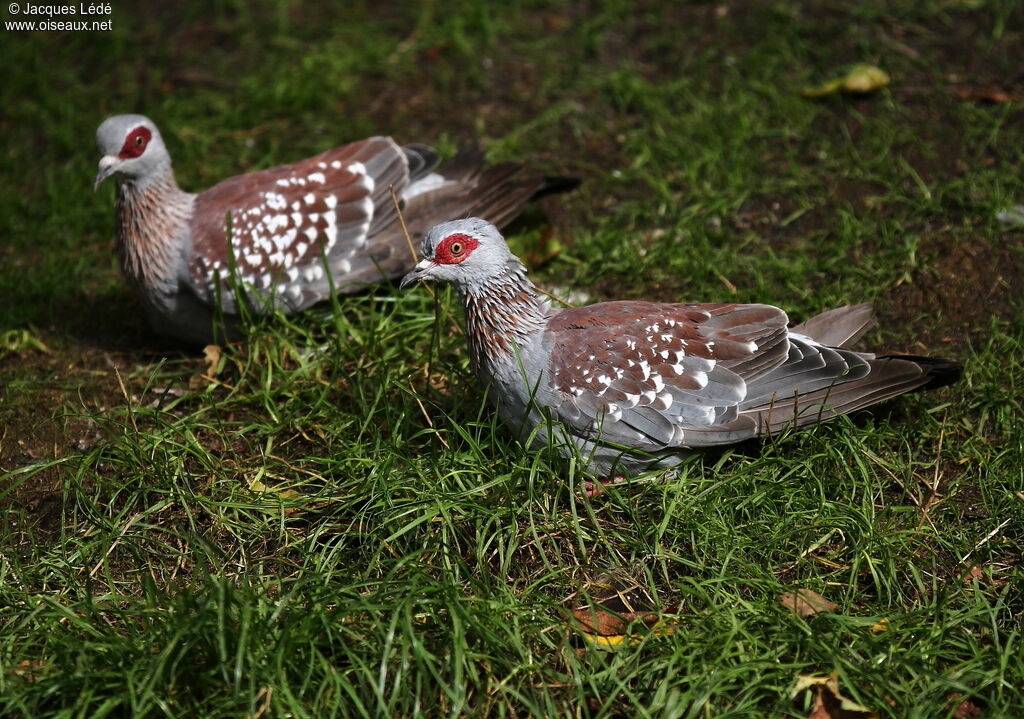 Pigeon roussard