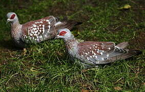 Speckled Pigeon