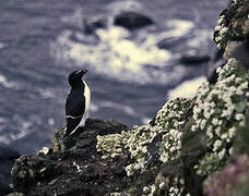 Razorbill