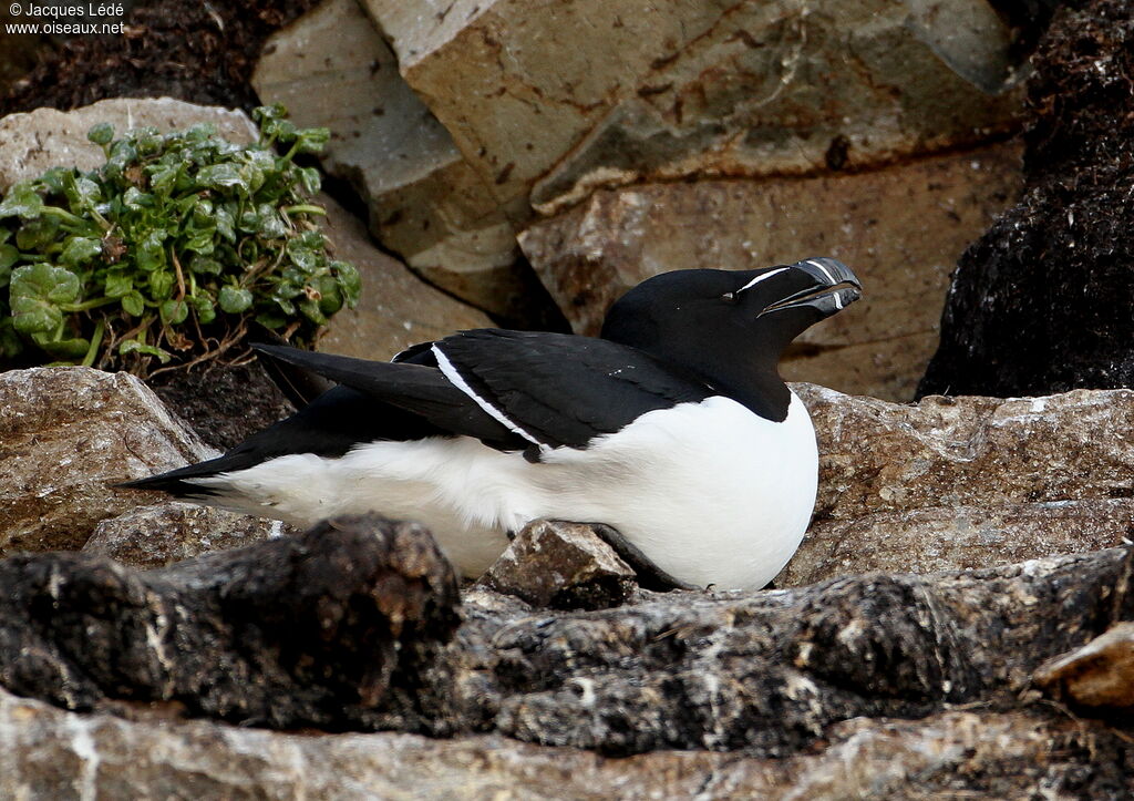 Pingouin torda