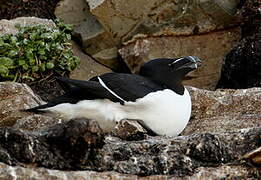 Razorbill