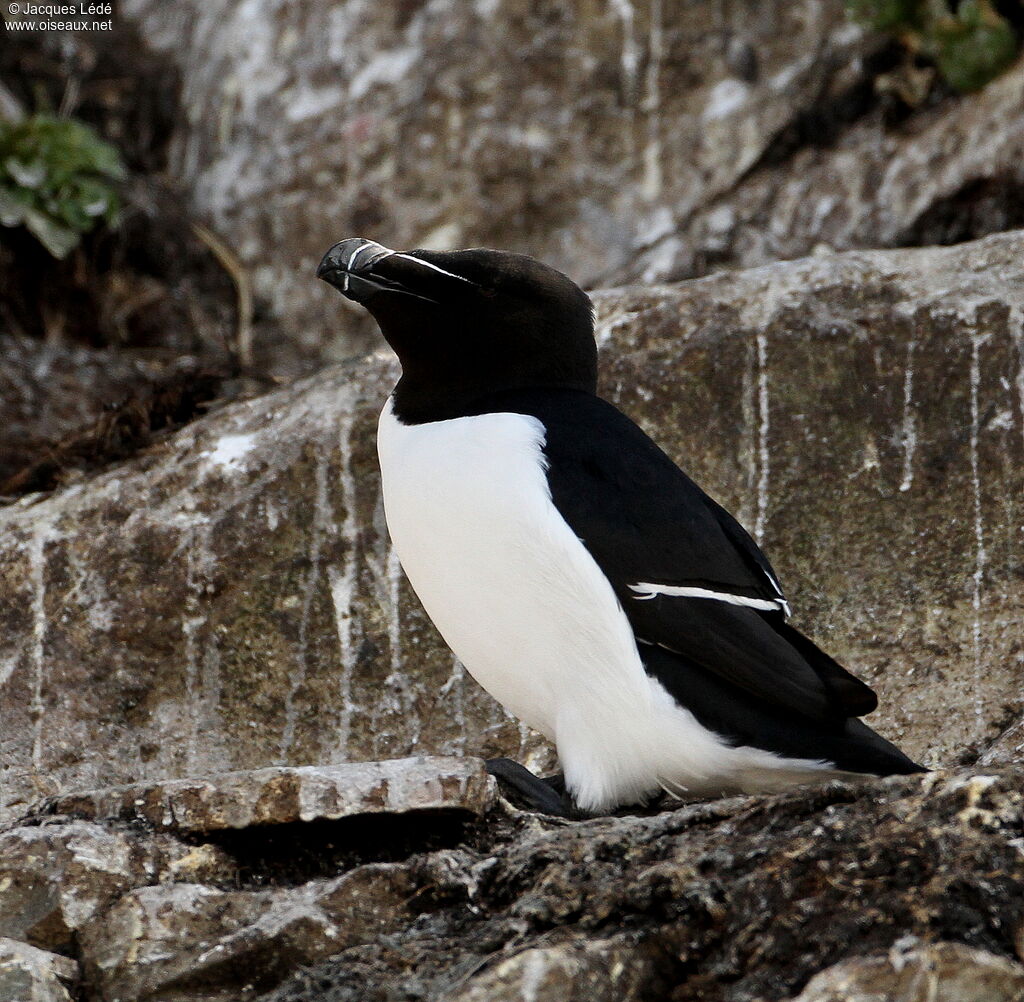 Pingouin torda