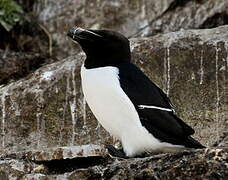 Razorbill