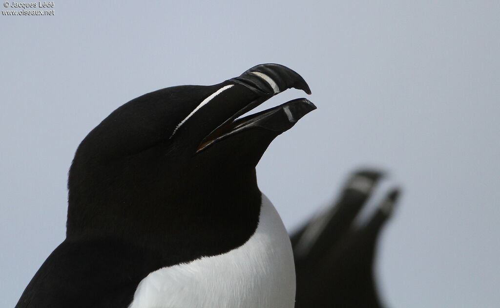 Pingouin torda