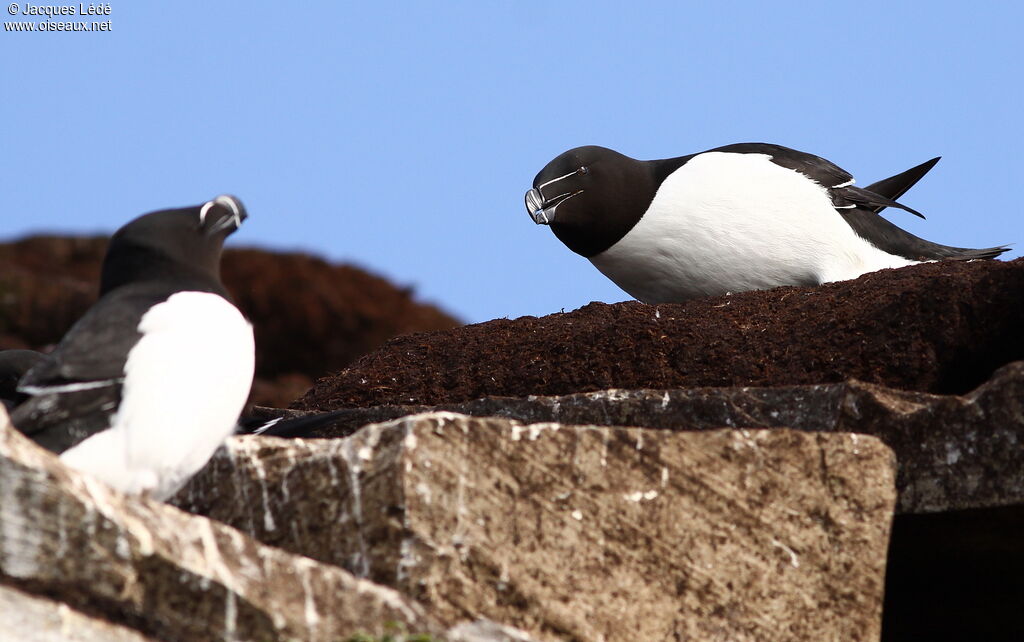 Razorbill