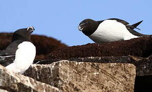 Razorbill