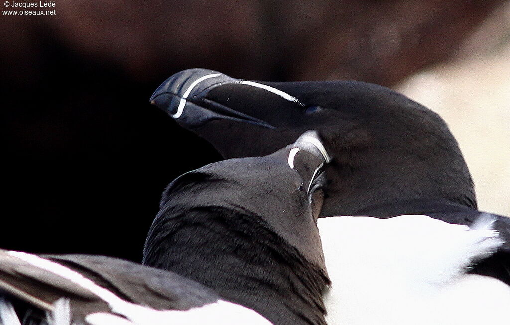 Pingouin torda