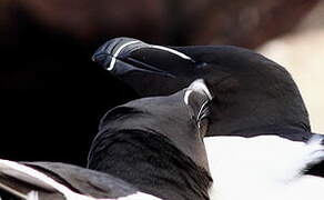 Razorbill