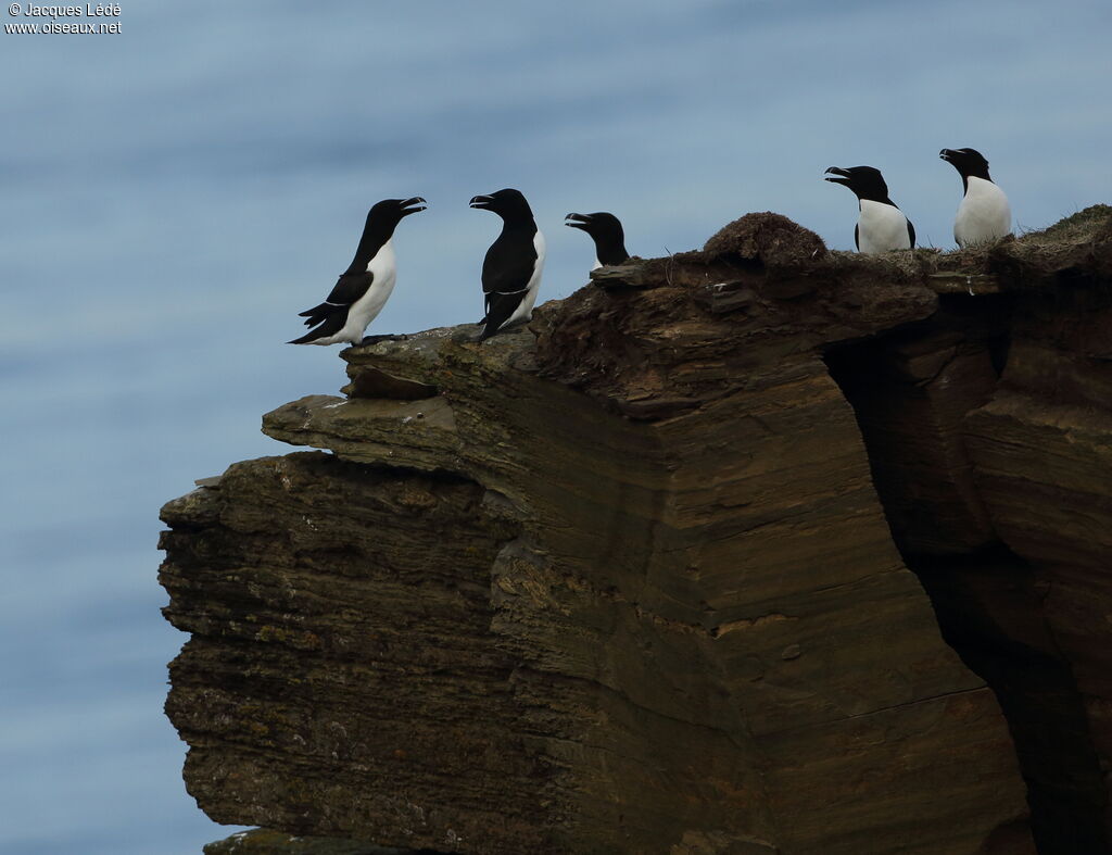 Razorbill