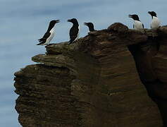 Razorbill